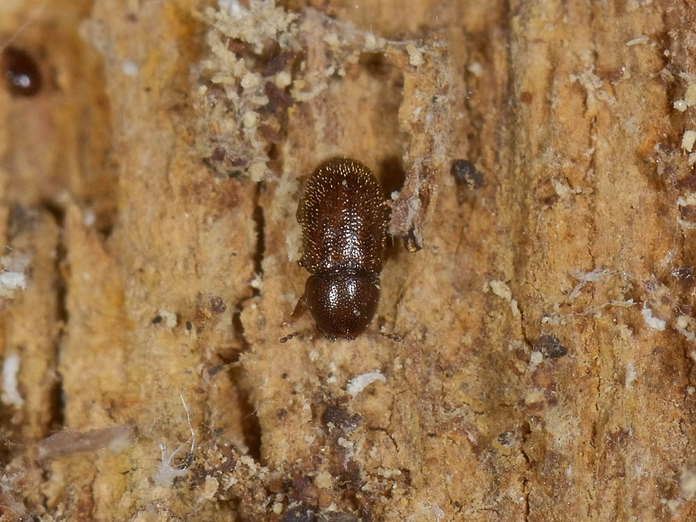 cfr. Ennearthron cornutum - Ciidae